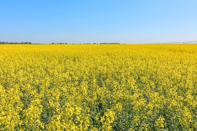 Rapeseed field, Yellow oil rape seeds in bloom. Green energy Field.