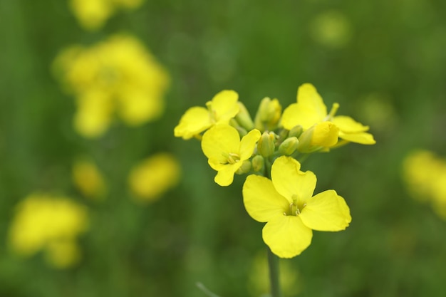 Rapeseed flower, close up and selective focus