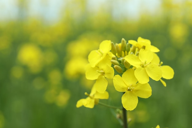 Rapeseed flower, close up and selective focus