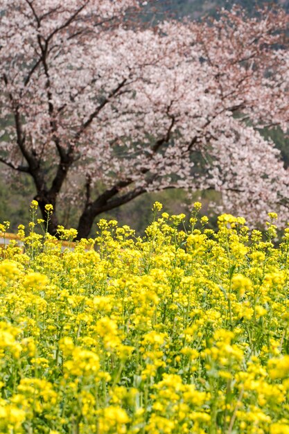 Rapeseed flowers on the field blossoms in spring time