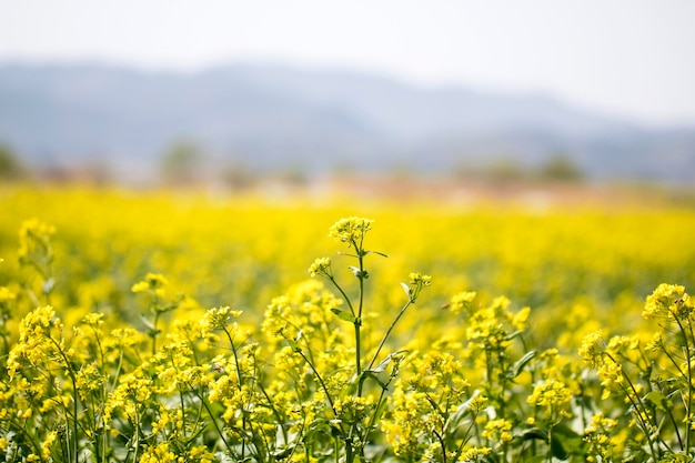 Rapeseed flowers on the field blossoms in spring time