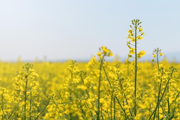 Rapeseed Flowers in rapeseed field. Blooming canola flowers.