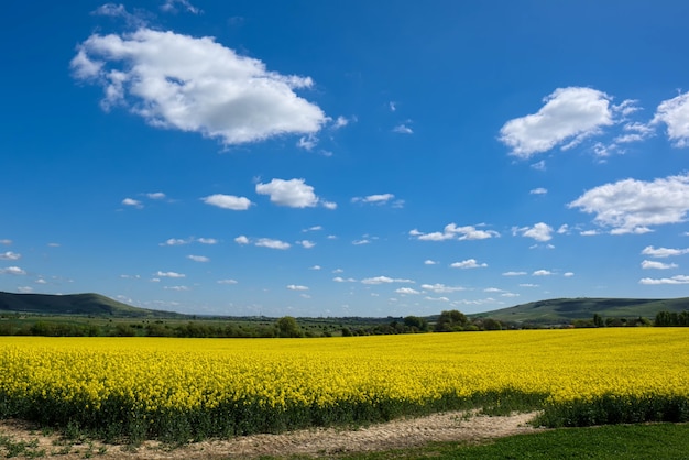 Rapeseed in the Rolling Sussex Countryside