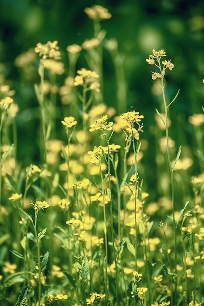 Rapeseed spring flowers