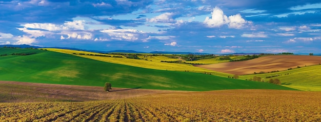 Rapeseed yellow fields in spring with blue sky and green hills natural eco seasonal background panorama