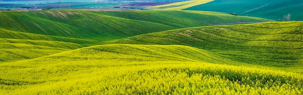 Rapeseed yellow fields in spring with blue sky and hills natural eco seasonal floral background panorama