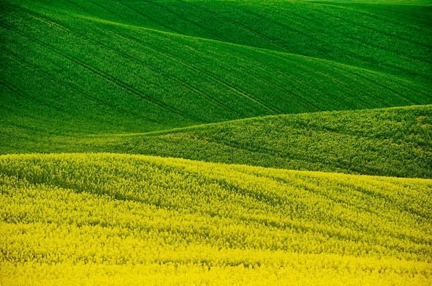 Rapeseed yellow green field in spring