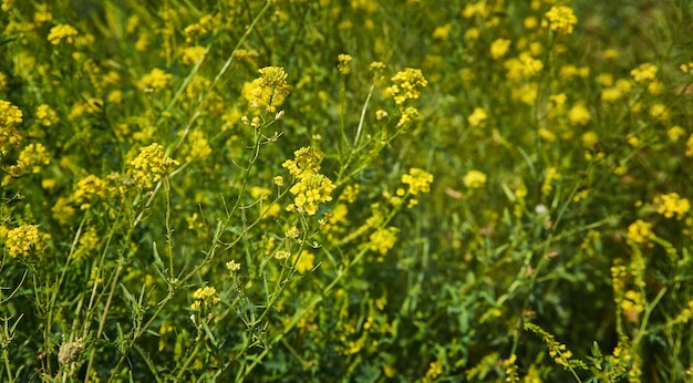 Rapeseed