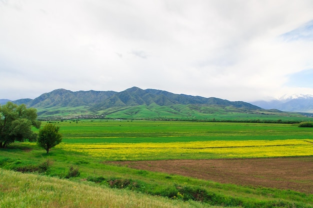 Raps field against the backdrop of high mountains Blooming summer herbs Spring landscape Summer outside the city Kyrgyzstan