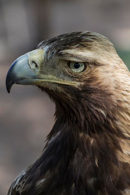 raptor, eagle brown plumage and pointed beak