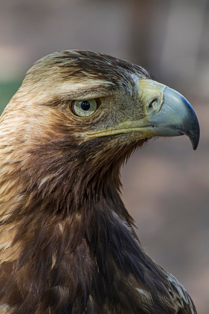 raptor eagle, diurnal bird of prey with beautiful plumage and yellow beak