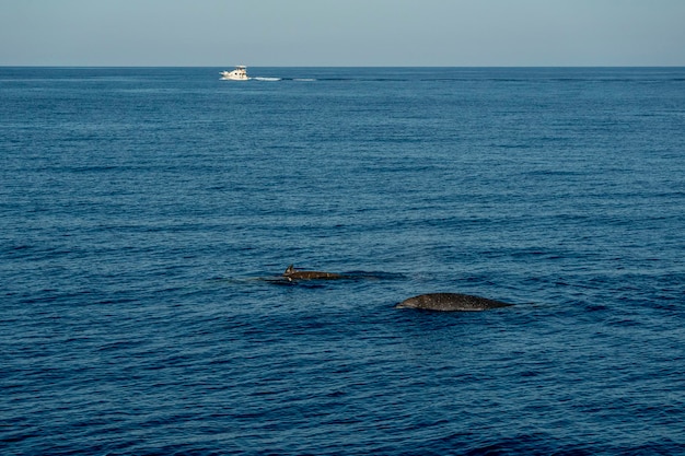 Rare Goose Beaked whale dolphin Ziphius cavirostris