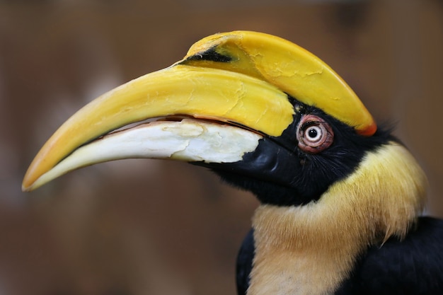 Rare hornbill, Thailand