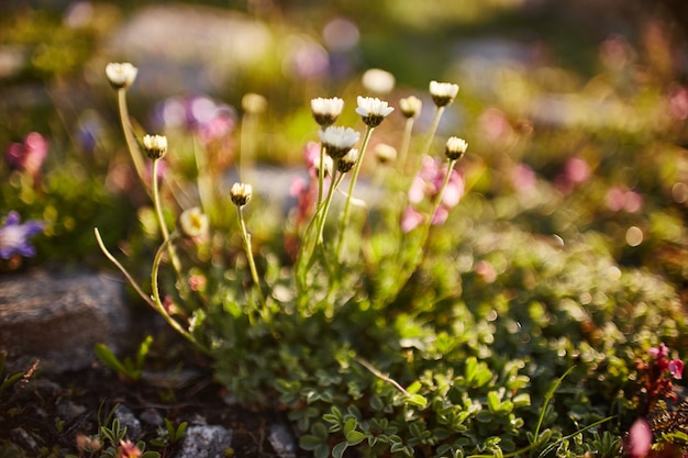 Rare mountain flowers and plants growing on slope