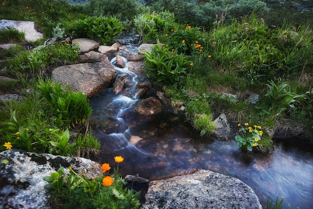 Rare mountain plants and flowers grow near the mountain stream on a clear Sunny day. Amazing flora of the mountains, plants listed in the red book