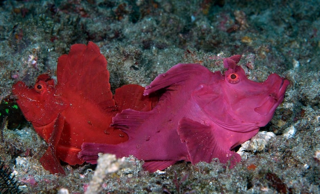 A rare Paddle-Flap Scorpionfish -Rhinopias eschmeyeri. Sea life of Tulamben, Bali, Indonesia.