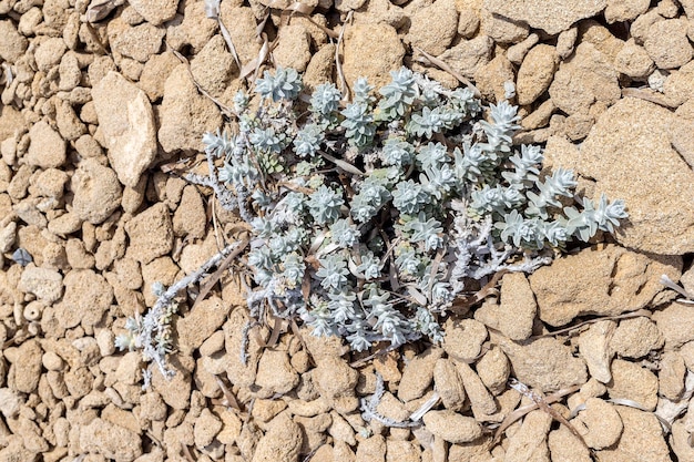 Photo a rare plant grows otanthus maritimus closeup on the rocks by the sea