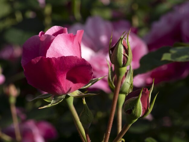 Rare rose flower at cultivation garden species Deborah