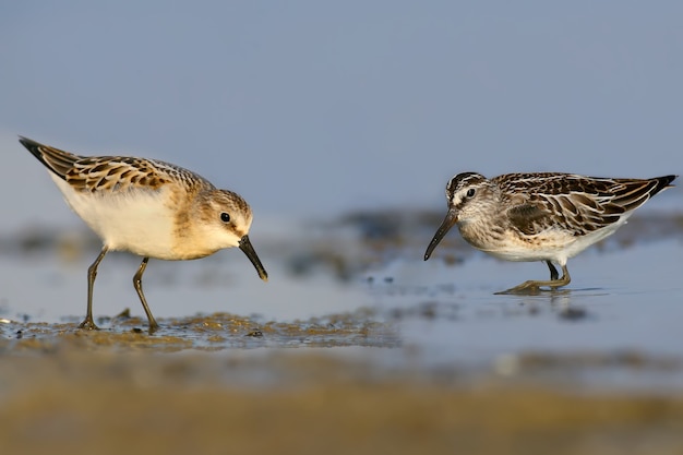 A rare and unusual picture. The little stint and Broad-billed stint together feed on the shore of the estuary. Identification features of each bird are good visible.