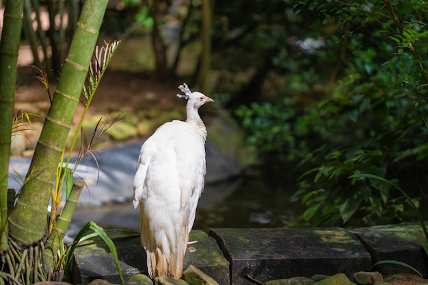 Rare white female albino peacock close up.