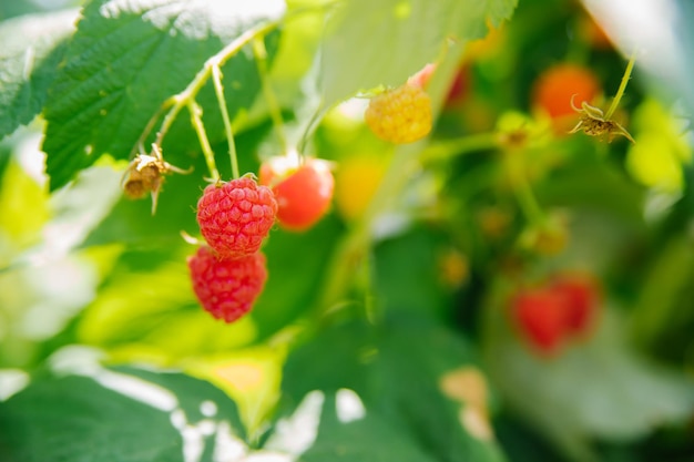 Raspberries on a branch in the garden Juicy ripe raspberries on the branches Pink berry Summer harvest