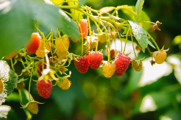 Raspberries on a branch in the garden Juicy ripe raspberries on the branches Pink berry Summer harvest