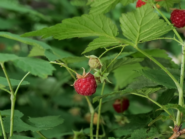 Raspberries on the branches close up