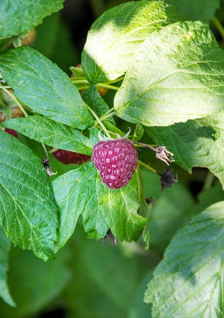 Raspberries on the bushes Natural background