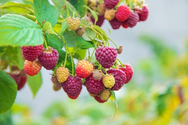 Raspberries grow in the garden Selective focus