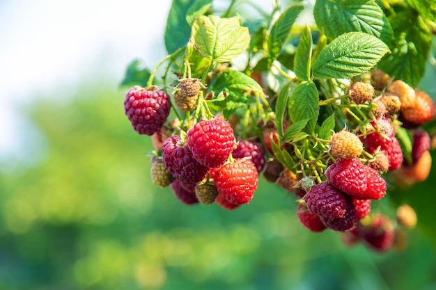 Raspberries grow in the garden Selective focus