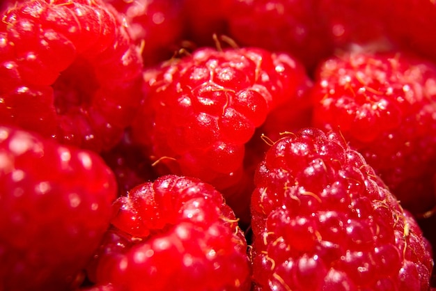 Raspberry background red ripe juicy berries raw food closeup selective focus