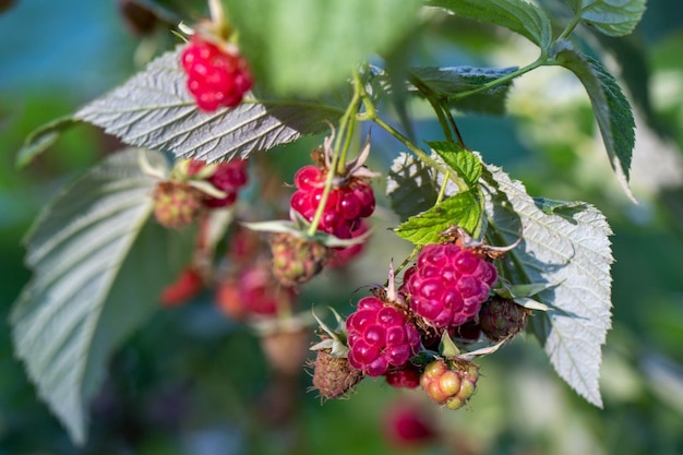 Raspberry branch with ripe juicy berries closeup Gardening Useful plant foods vitamins antioxidants fiber