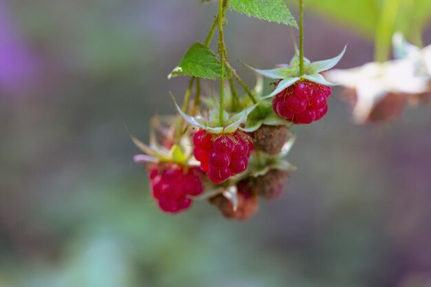 Raspberry branch with ripe juicy berries closeup Gardening Useful plant foods vitamins antioxidants fiber