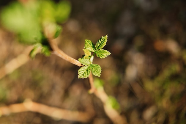 Raspberry branch with small young leaves blooming under the spring sun in the garden