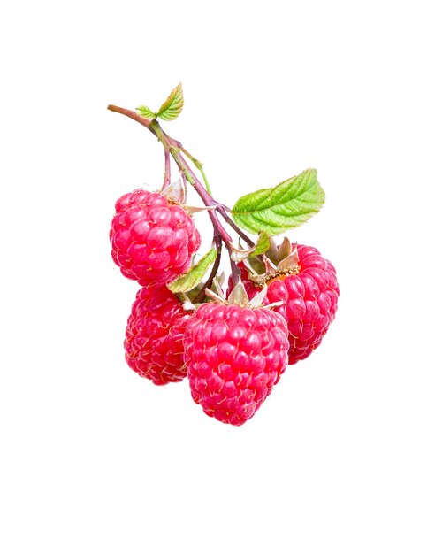 Raspberry on a branch