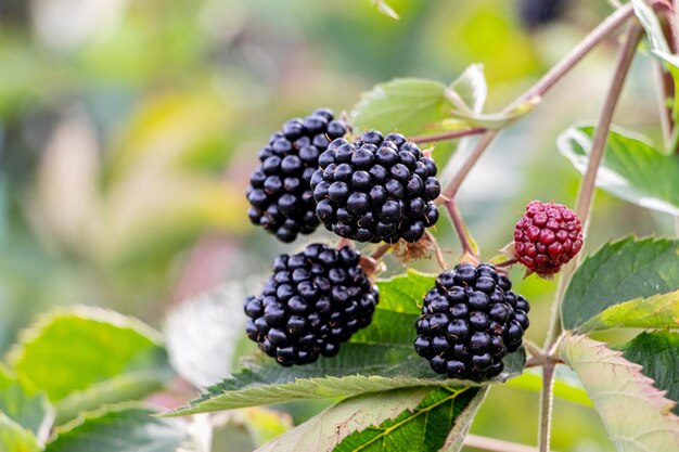 Raspberry bush of the Cumberland variety with ripe black berries in closeup against a blurred background