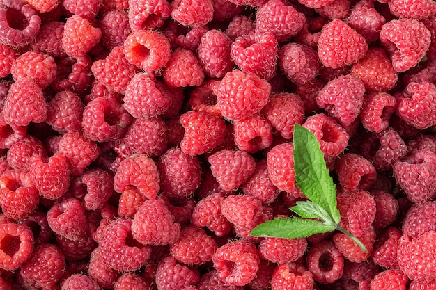 Raspberry. Fresh and sweet organic berries. Fruit surface.