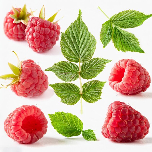 raspberry fruit background red three leaves bunch leaf fresh sweet design food white background plan