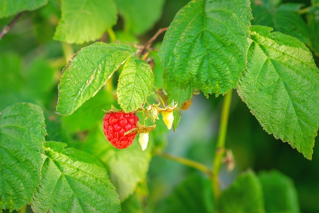 Raspberry hangs on a branch