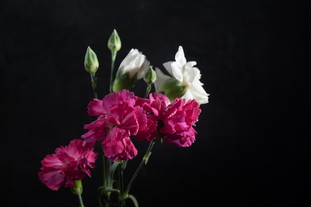 raspberry and white carnations on a black wall. Low key photo and Copy space.