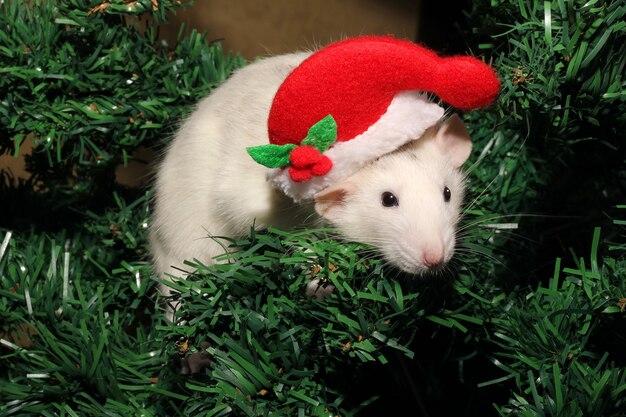 Rat in a Christmas hat on a Christmas tree