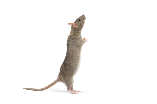 Rat isolated on white background