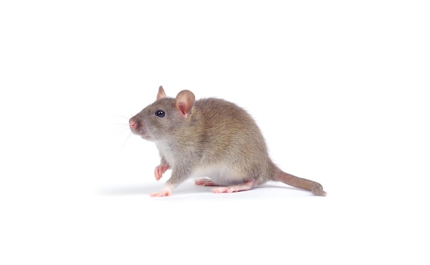 Rat isolated on white background