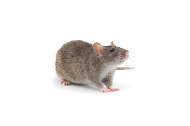 Rat isolated on white background