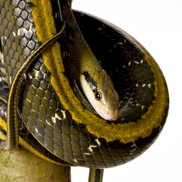 Photo rat snake in front of a white background