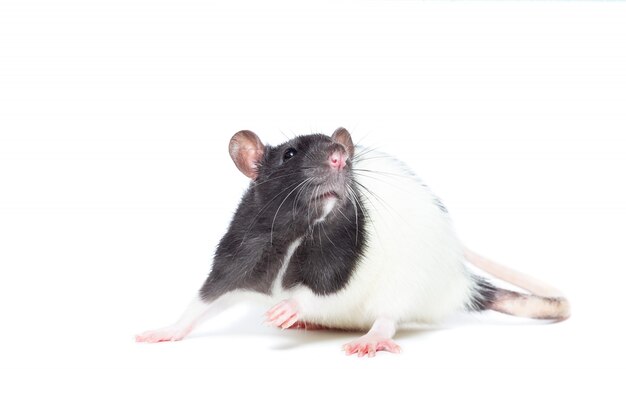 Rat on white background