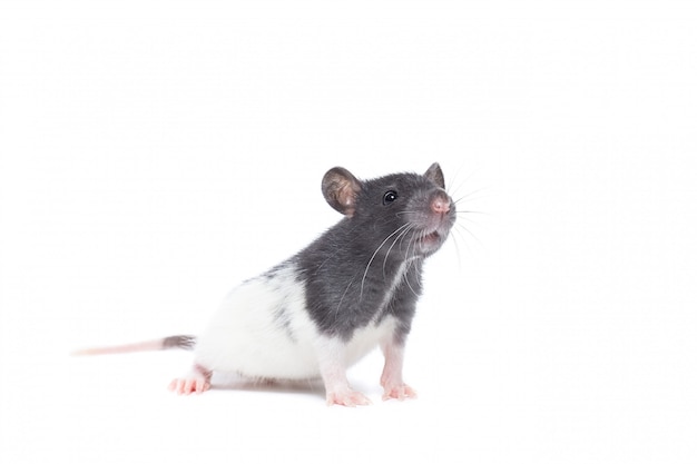 Rat on white background