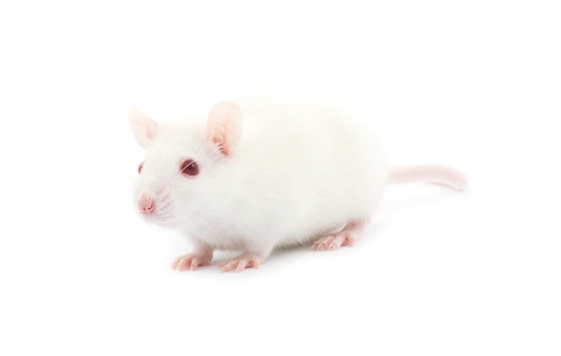 Rat on white isolated