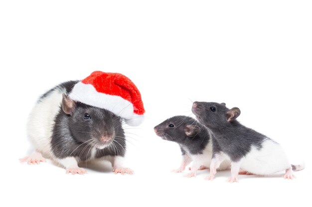 Rat with Christmas ball on isolated white background