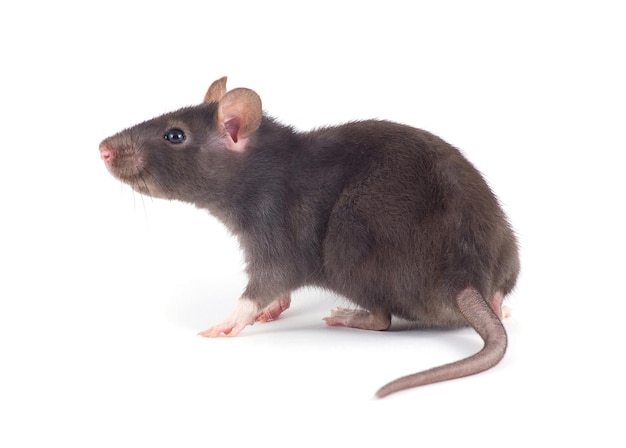 Rat